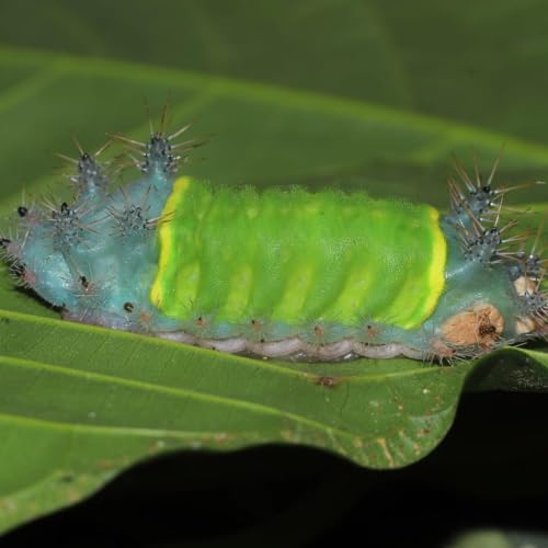Insect Digestion with Lora Richards