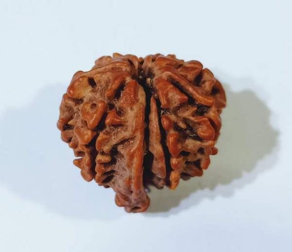 ELARIS CRYSTALS Premium Ganesh Rudraksha Original Certified Kudrati Ganpati Rudraksha Pendant Beautifully Capped in Silver AA++ Nepali Ganesha Rudraksh for Men & Women गणेश रुद्राक्ष ओरिजनल-image-48