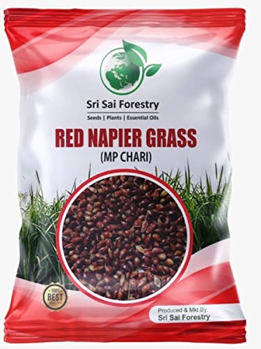 SRI SAI FORESTRY Super Napier & Red Napier Grass (1000 Seeds Each) | High Yield Multi Cut Fodder Grass for Cattle, Goat, Buffalo, Sheep | Nutritious Green Fodder Seeds for Dairy Farming & Livestock