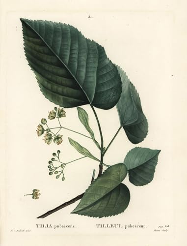 Tableau Tilleul Pierre Redouté pour créer une ambiance nature dans votre salon