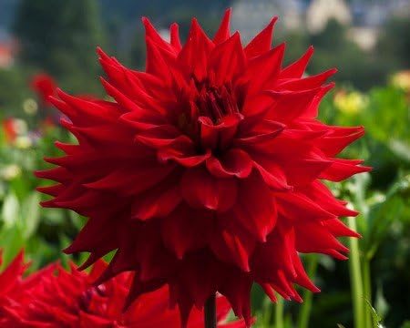 2Wonder Dinnerplate Dahlia TubérculosRaízBombillaPlanta de jardín siembra de primavera y verano FloresBlooming Tamaño