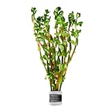 SubstrateSource Live Plant - Rotala Indica Red - Easy Care, High Light, Reddish-Pink Accent, Freshwater Aquatic Plant for Aquascaping - Lead Bunch