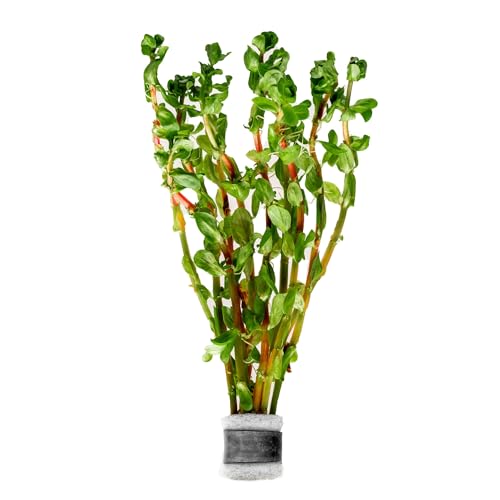 SubstrateSource Live Plant - Rotala Indica Red - Easy Care, High Light, Reddish-Pink Accent...