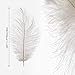 Mwoot 10pcs Naturelles Plumes d'Autruche, Ostrich Feathers Plume 25 Mwoot 10pcs Naturelles Plumes d'Autruche, Ostrich Feathers Plume 25