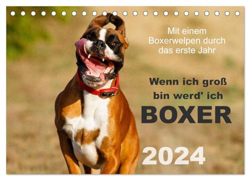 Wenn ich groß bin werd' ich Boxer (Tischkalender 2024 DIN A5 quer), CALVENDO Monatskalender: Mit einem Boxerwelpen durch das erste Jahr - Monatskalender 2015 (CALVENDO Tiere)