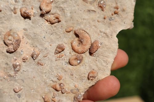 Image of Ammonites & Gastropods Plate Cretaceous Fossils Fossils from Morocco Fossil Rock ammonites Fossil from Morocco A112