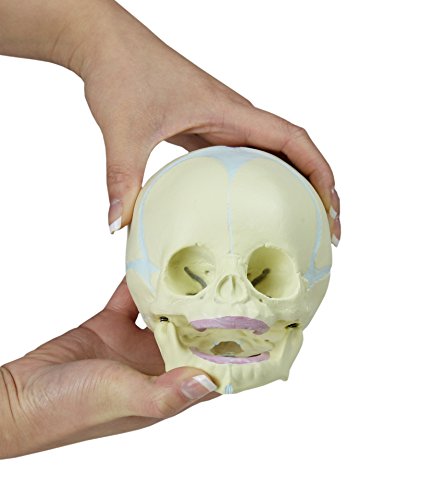 Image of Walter Products B10222 Fetal Human Skull Model, 30th Week of Pregnancy