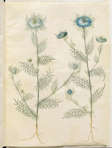 Tableau graffiti moderne Nigelle Damascena par Hans Simon Holtzbecker poster mural 60x90cm