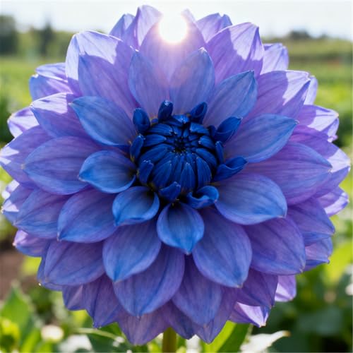 Dalias de interior - Variedades tolerantes a la sombra - Perfectas para jardines/balcones-6 PCS-E