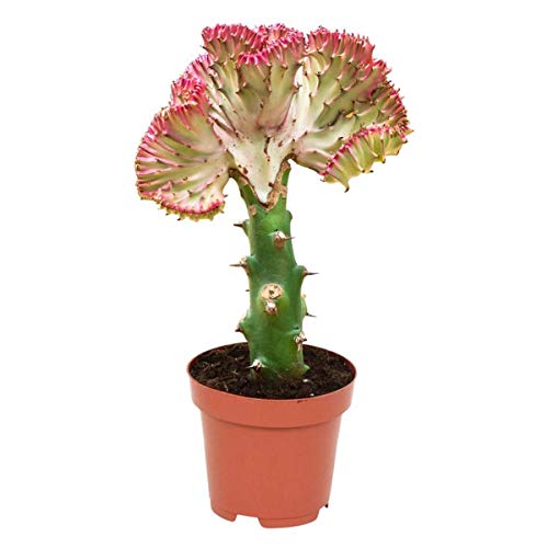 Live Cactus Plants for Indoor- 30cm Tall Coral Cactus in 10.5cm Pot | Large House Cacti Plant | Euphorbia Lactea Cristata - Great Gift Idea for Cacti Lovers