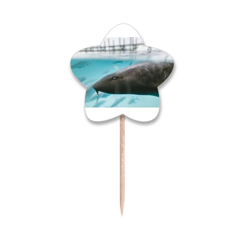 Cure-dents requin et étoiles pour cupcakes lot de décoration