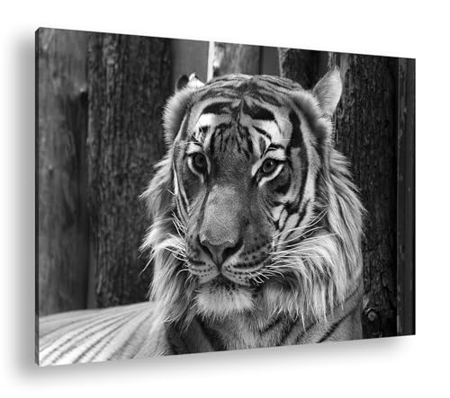 Cadre bois véritable tigre 90 x 60 cm deyoli art mural noir et blanc captivant