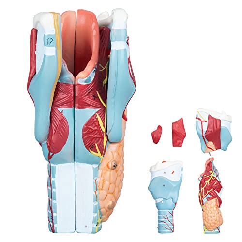 Image of Larynx Model - 2X Enlarged Human Throat Model Scientific Anatomy Model of Larynx Pharynx Model for Studying and Teaching