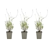 Bloomique - 3er - Set - Lavandula Angustifolia ‘Dwarf Blue’ - Lavendel - Reichblühend - Lockt Bienen und Schmetterlinge an - Winterhart - Mehrjährig - Höhe 10-20 cm - 9 - cm - Topf
