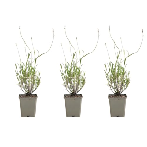 Bloomique - 3er - Set - Lavandula Angustifolia ‘Dwarf Blue’ - Lavendel - Reichblühend - Lockt Bienen und Schmetterlinge an - Winterhart - Mehrjährig - Höhe 10-20 cm - 9 - cm - Topf