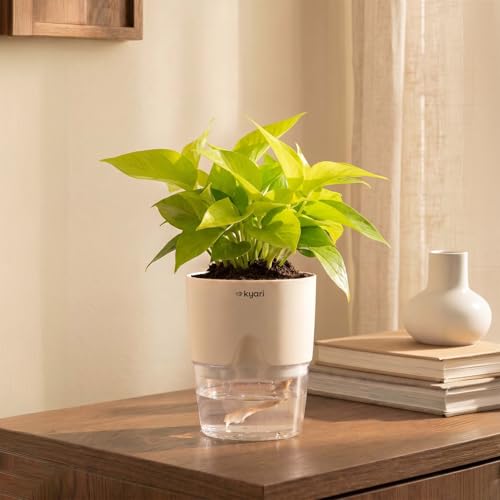 Kyari Golden Money Plant Indoor Live Plant with White Self Watering Pot 4 Inch - Money Plant Indoor Live Plant with Pot for Home, Living Room - Lucky 