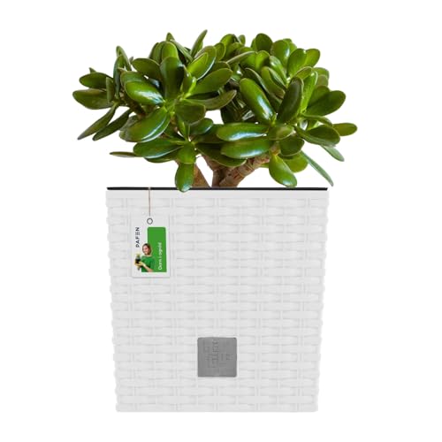 PAFEN Blumentopf RATTO Rattan-Optik Low Kunststoff Topf Blumenkübel inkl. Einsatz Übertopf weiß 17x17cm