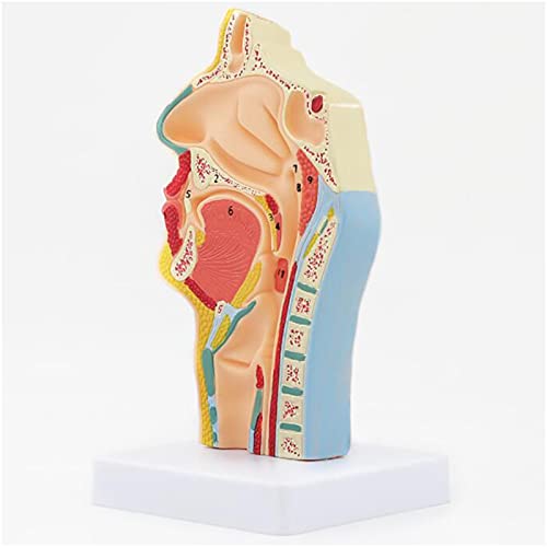 DYTAH Modelo De Enfermedad Faríngea Humana - Anatomía De La Cavidad Nasal Y La Garganta Humana - para Herramientas Didácticas En Escuelas De Educación Científica