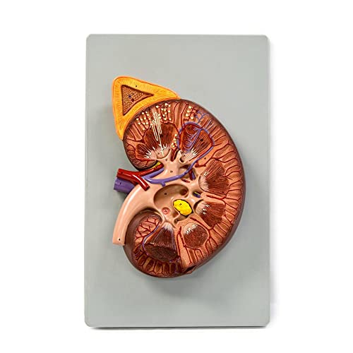 Image of B10450 Deluxe Kidney Mode, 3X Life Size