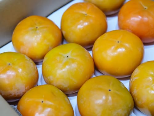 Y xL` Gi 2L?4LTCY i27?36ʓj 10kg ij Y t[c `