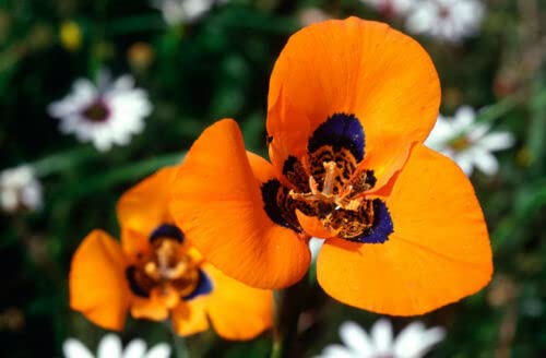 Rare 4 graines de Tulipe DU Cap (Moraea Tulbaghensis) H 135 Peacock IRIS seeds