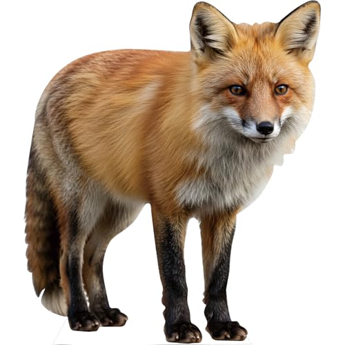 Image of Fox Life Size Cardboard Cutout, 6FT, Fun Animal Standup, 1 PC | Fox Life Size Cardboard Cutout, Fun Animal Standup, for Events, Party Decor, Birthday Photos & Celebrations, 1 PC