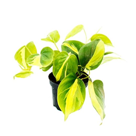exotenherz Philodendron scandens Brasil - Ami des arbres grimpants - Bicolore - Pot de 12 cm