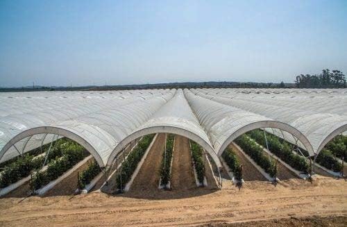 Miniatura 3 de Película de plástico transparente para invernaderos Gt5 Año 8 Mil. (10 pies de ancho x 25 pies de largo)