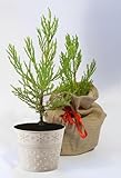 Seedeo® Berg - Mammutbaum (Sequoiadendron giganteum) Pflanze 2 Jahre Geschenkedition Topf mit Sternen + Jutesack