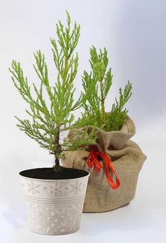 Seedeo® Berg - Mammutbaum (Sequoiadendron giganteum) Pflanze 2 Jahre Geschenkedition Topf mit Sternen + Jutesack