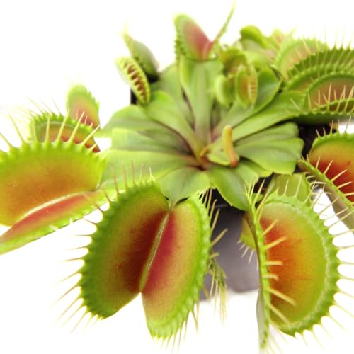 Planta Carnívora Dionaea Muscipula - Planta Natural Ideal para Iniciantes