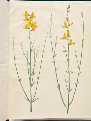 SERENDIPITP Portrait Tableaux Tableau Toile Affiches d'Art Spartium Junceum par Hans Simon Holtzbecker Peinture Décorative sur Toile Pour la Décoration Murale 60x90cm