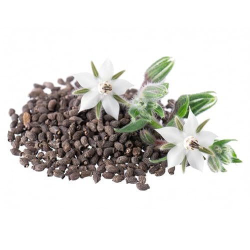 Seed Needs Borage Seeds for Planting White Borago officinalis Starflower - Non-GMO Heirloom & Untreated Herb Seed to Plant and Grow an Outdoor Home Grown Garden (1 Pack) - Image 5