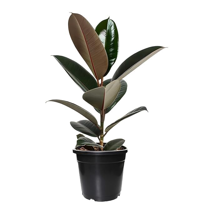 Live Rubber Plant (Ficus elastica) – Air Purifying Indoor Housepl...