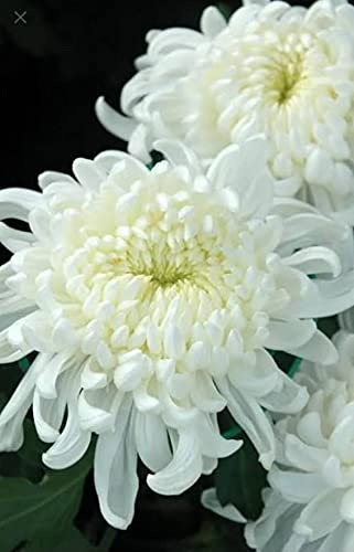 Mphmi Plants Chrysanthemum Plant star white - Seasonals Flowers Garden Live Plant Nursery Indoor Outdoor Living Plants (B095GFR5BL) Amazon Price History, Amazon Price Tracker