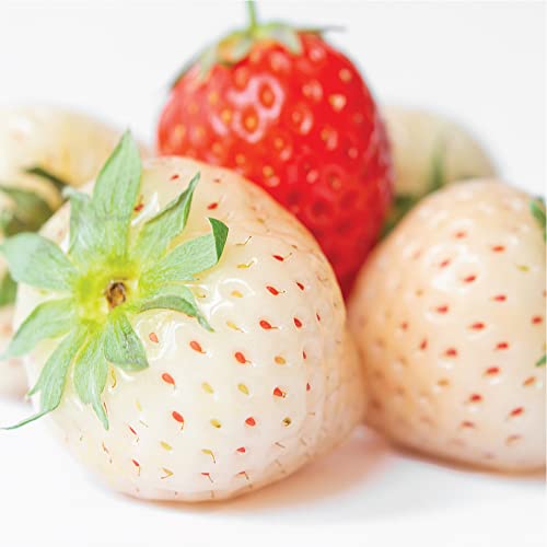  Olay Fresh Outlast White Strawberry & Mint Scent Body Wash for Women
| Olay Fresh Outlast Body Wash White Strawberry & 