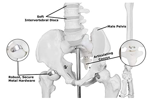 Parco Scientific Pb00010-Dc Medical Grade Life Size Human Skeleton-66” (168Cm), Including Bonus Thick Zip Dust Cover #TOP5
