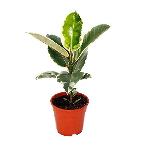 Árbol de goma colorido, color blanco, Ficus elastica'Tineke', maceta de 17 cm