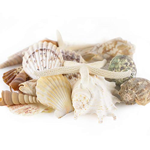 CYS EXCEL Seashell Assorted Mix with Pencil Finger Starfish (Approx. 15 PCS, 3