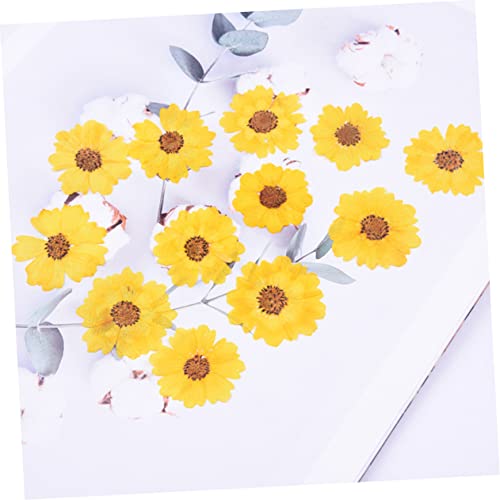24 piezas de flores secas para manualidades y decoración miniatura 4