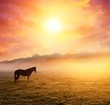 leonidtit / 123rf.com Cuadro en lienzo (60 x 60 cm), diseño de caballos árabes pastando al atardecer con rayos de sol naranjas, escena de niebla dramática, Karpate(47565944)