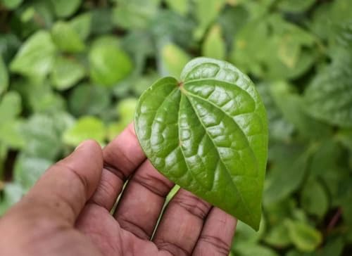Golden Bloom Desi betel leaf/Pan Plant Pack Of 1 Plant -Height 12 CM