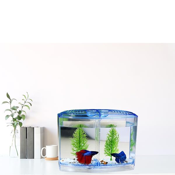 Betta Fish Tank with 2 compartments | Fighter Fish Tank with partition | Suitable only for Small Fishes 3