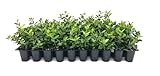 Asiatic Jasmine Minima - 60 Live Plants - Trachelospermum Asiaticum - Drought Tolerant Cold Hardy Evergreen Ground Cover