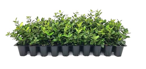 Asiatic Jasmine Minima | 10 Live Plants | Trachelospermum As...