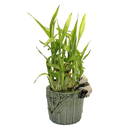 Medium Lucky Bamboo Arrangement Hugging Panda Favor unique from jmbamboo