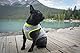 MOKCCI Truelove kühlweste für Hunde Hund Kühlweste Geschirr Kühler Jacke mit Verstellbare Reißverschluss für Outdoor Jagd Training und Camping