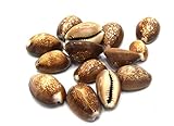 CREATISTSHOP - Lot de 20 Gros cauris Coquillage Naturel percés Couleur Marron Environ 26~35 mm. - Cowrie Shells CC05