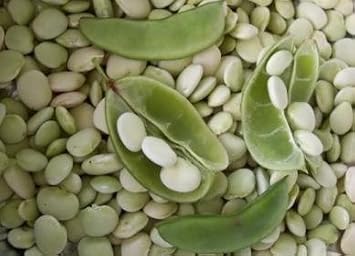 Bulk Organic Lima Bean - Fordhook 242 Bush Bean Seeds 5 lb