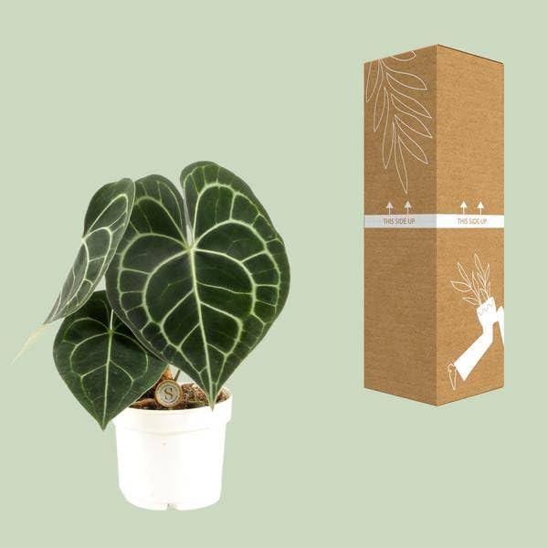 Anthurium Clarinervium - Ø 12 cm - 30 cm